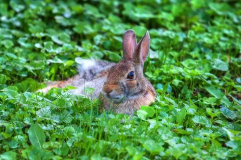Jack rabbit in hdr Stock Photos