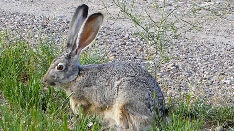 Jack Rabbit Nibbling Grass by the Side of the Road Stock-Footage 92097970