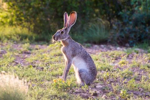Jack Rabbit Stock Photos