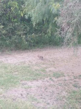 Jack rabbit Stock-Fotos