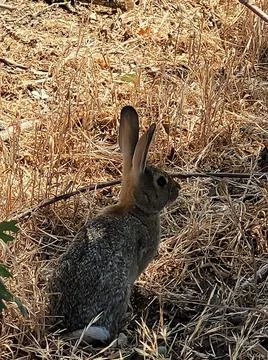 Jack the Rabbit Stock Photos