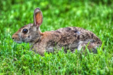 Jack rabbit resting in hdr Stock Photos