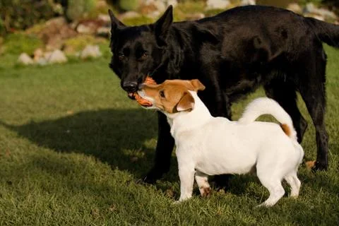 Jack rasell terrier Stock Photos