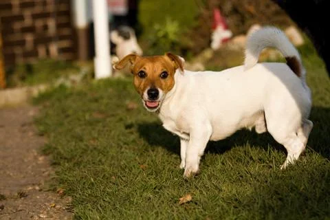 Jack rasell terrier Stock Photos
