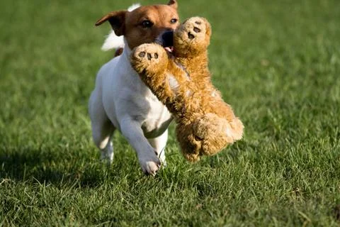 Jack rasell terrier Stock Photos