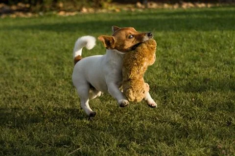 Jack rasell terrier Stock Photos