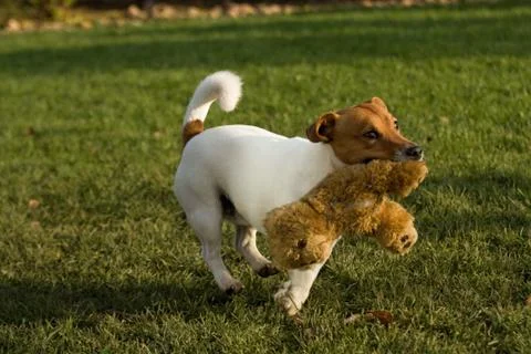 Jack rasell terrier Stock Photos