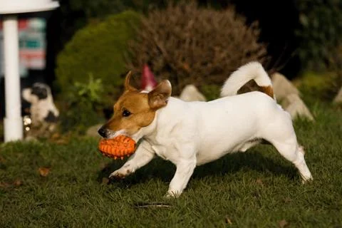 Jack rasell terrier Stock Photos