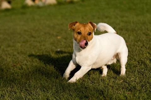 Jack rasell terrier Stock Photos