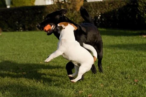 Jack rasell terrier Stock Photos