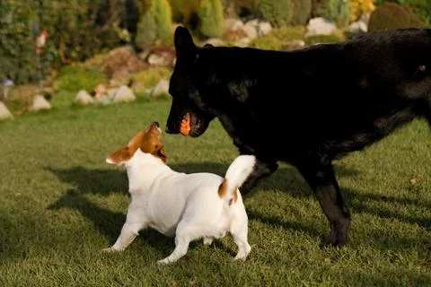 Jack rasell terrier Stock Photos