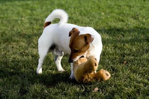 Jack rasell terrier Stock Photos