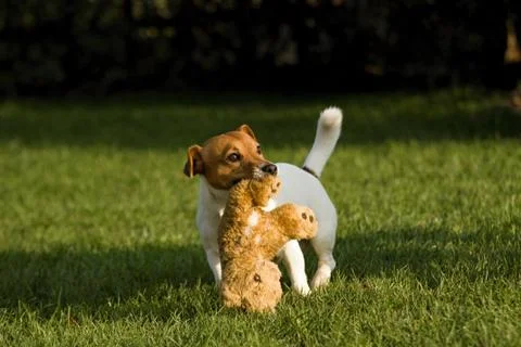 Jack rasell terrier Stock Photos