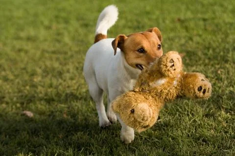 Jack rasell terrier Stock Photos