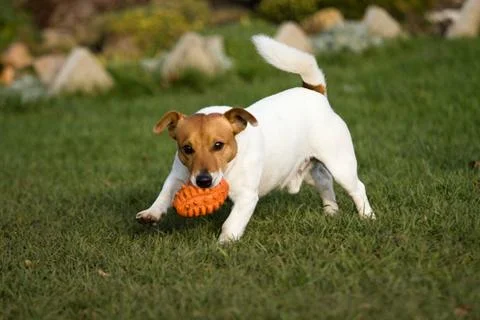 Jack rasell terrier Stock Photos