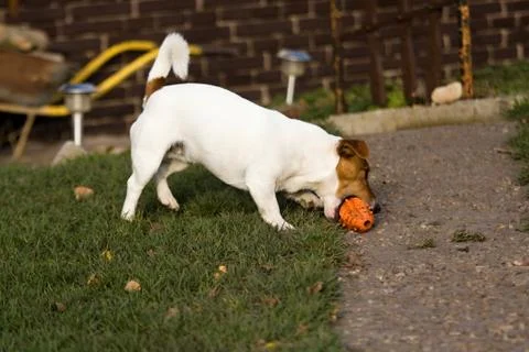 Jack rasell terrier Stock Photos