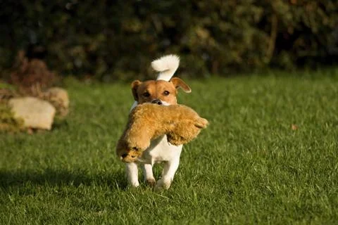 Jack rasell terrier Stock Photos