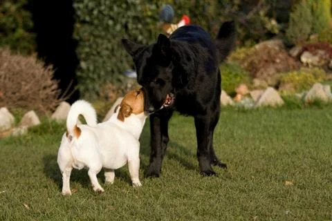 Jack rasell terrier Stock Photos