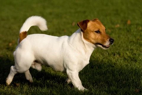 Jack rasell terrier Stock Photos