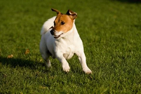 Jack rasell terrier Stock Photos