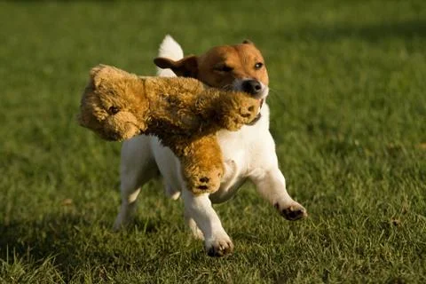 Jack rasell terrier Stock Photos