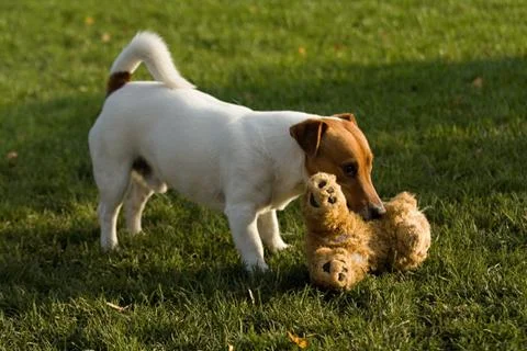 Jack rasell terrier Stock Photos