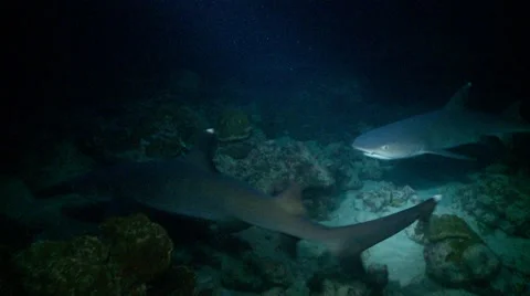 Jack &amp; reef sharks crusing reef at night Stock-Footage 57141305