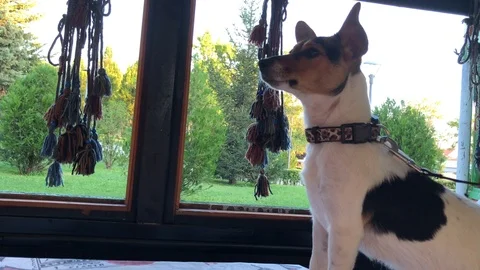 Jack Russel dog. Stock Footage 93306734