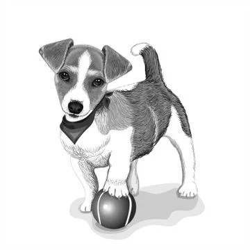 Jack russel dog Stock Illustration