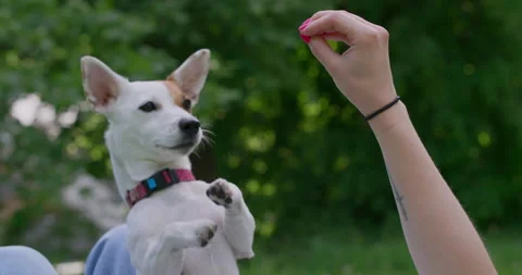 The jack russel dog obeys commands and gets on its hind legs for getting tasty Stock Footage 195682425