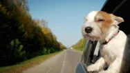 Jack Russel Dog Sticking Their Heads Out The Car Window. Slow Motion Stock Footage