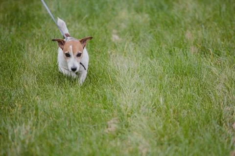 Jack russel on green lawn on a leash Stock Photos