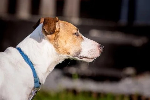 A jack russel living in animal shelter in Belgium Stock Photos