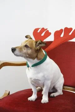 Jack Russel mit Weihnachtsdeko Jack Russel mit Weihnachtsdeko Copyright: x... Fotos Stock