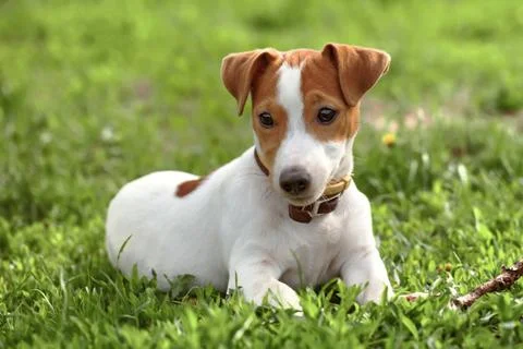 Jack russel Stock Photos