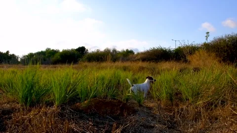 Jack Russel Terier in the field Stock Footage 251446839