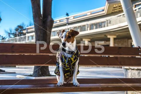 Jack Russel Terier Model