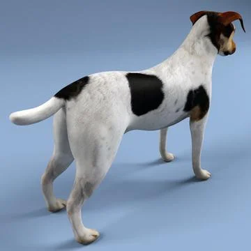 Jack Russel Terrier 3D Model