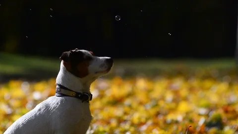 Jack russel terrier and bubbles Stock Footage 101970461