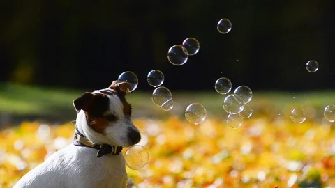 Jack russel terrier and bubbles Stock Footage 101970566