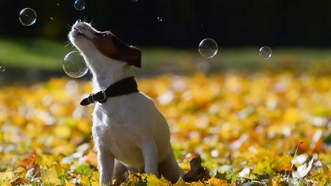 Jack russel terrier is catching bubbles Stock Footage 101970045