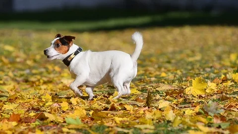 Jack russel terrier is catching puller Stock Footage 100959635