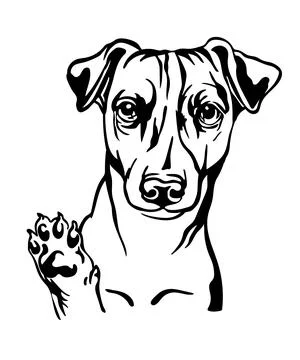 Jack russel terrier dog vector black contour portrait vector Stock Illustration