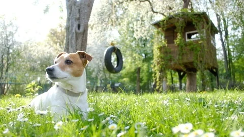 Jack Russel Stock Footage Royalty Free Stock Videos Pond5