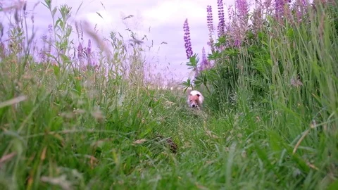 Jack russel terrier Stock Footage 81800471