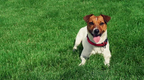 Jack russel terrier on the grass slow motion Stock Footage 49964392