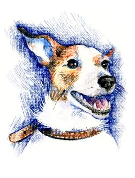 Jack Russel Terrier Stock Illustration