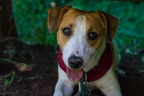 Jack Russel Terrier looking at camera Stock Photos