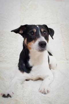 Jack Russel Terrier lying on the couch Stock Photos