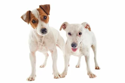 Jack russel terrier Foto stock